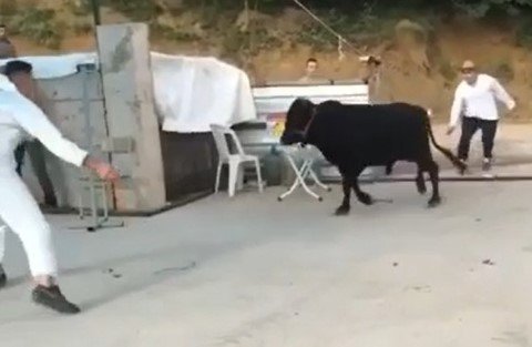 Kaçan kurbanlıklar hem sahiplerine hem vatandaşlara zor anlar yaşattı