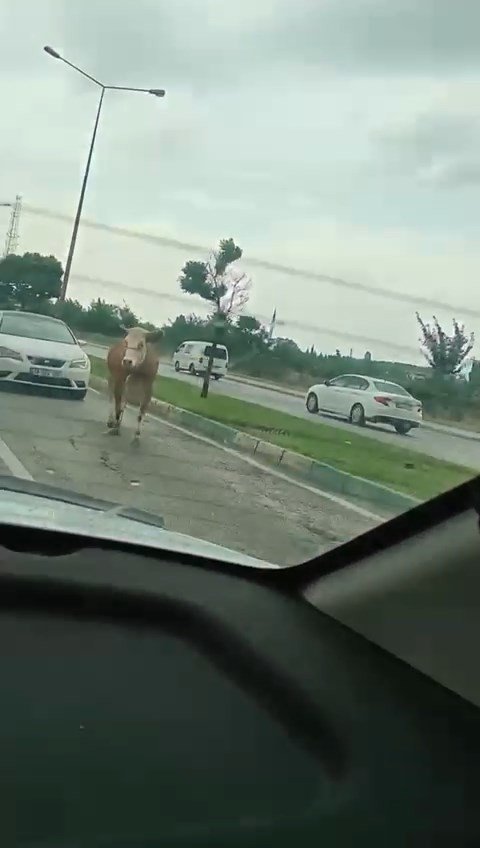 Kaçan kurbanlıklar trafiği birbirine kattı