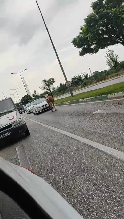 Kaçan kurbanlıklar trafiği birbirine kattı