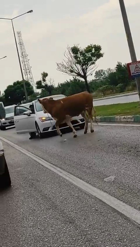 Kaçan kurbanlıklar trafiği birbirine kattı