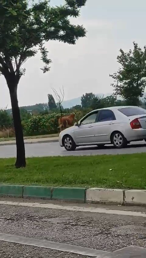 Kaçan kurbanlıklar trafiği birbirine kattı