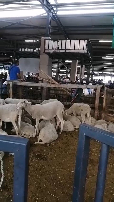 Kavgada kurban pazarı savaş alanına döndü