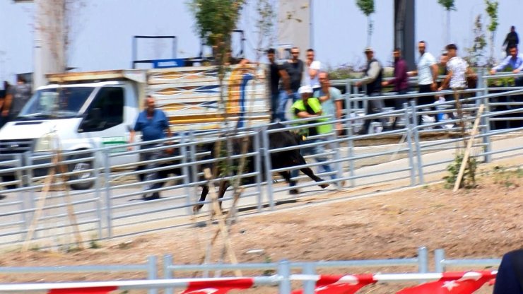 Kesim sırasında kaçan boğa, kalabalığın arasına koştu