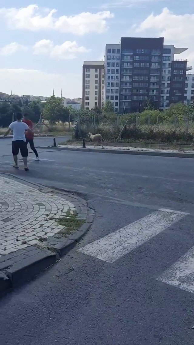 Kurban Bayramı’nda yine hayvanlar kaçtı, vatandaşlar zor anlar yaşadı