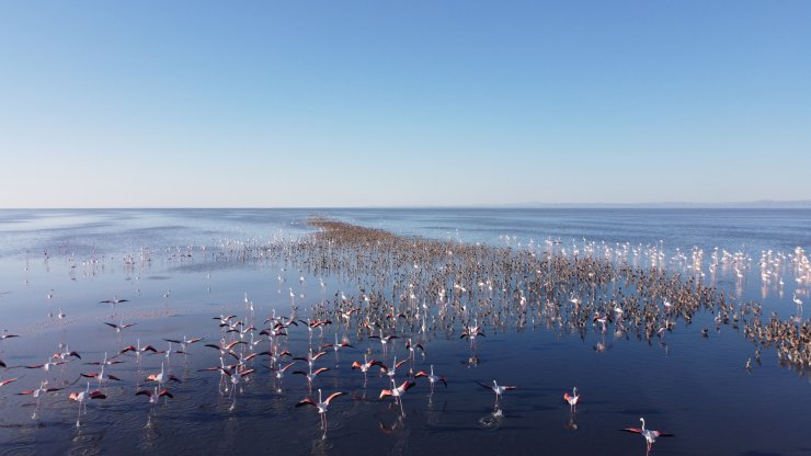 Binlercesi yumurtadan çıktı