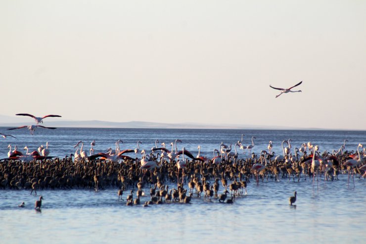 Binlercesi yumurtadan çıktı
