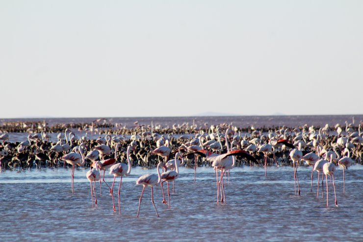 Binlercesi yumurtadan çıktı