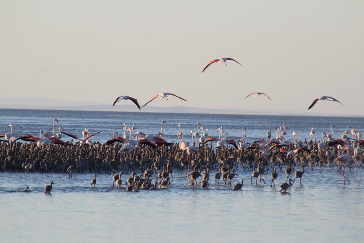 Binlercesi yumurtadan çıktı