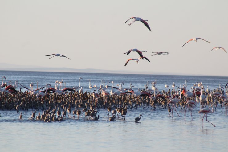 Binlercesi yumurtadan çıktı