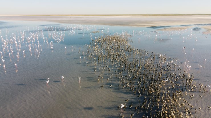 Binlercesi yumurtadan çıktı