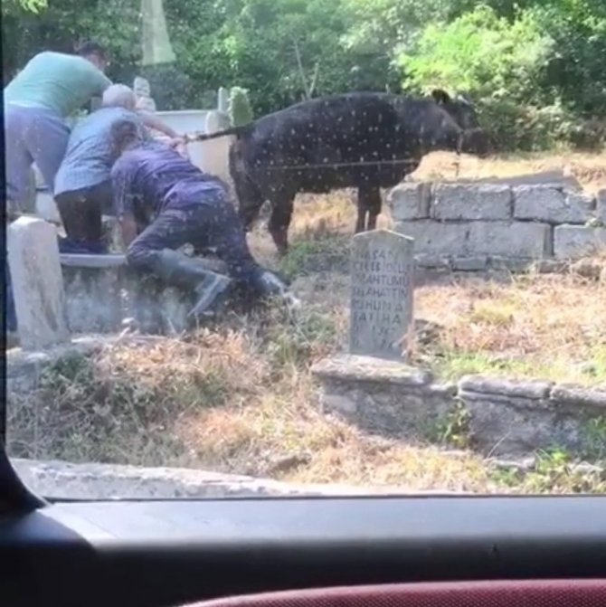 Kaçan kurbanlık ineği kuyruğundan tuttu
