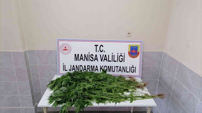 Traktör kasasında kenevir yetiştirmiş