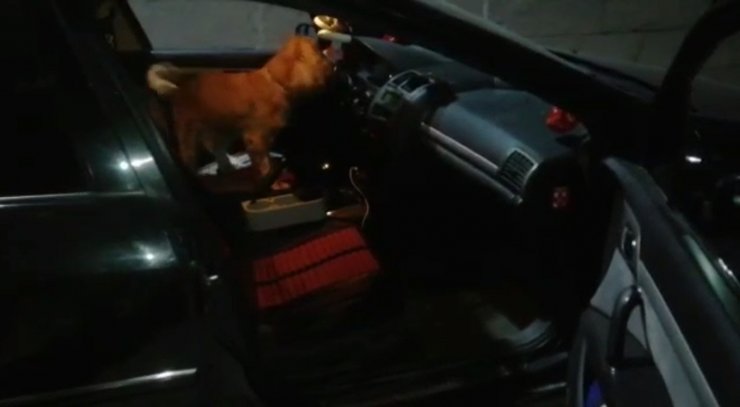 Alex'in tepki verdiği bölmede uyuşturucu bulundu