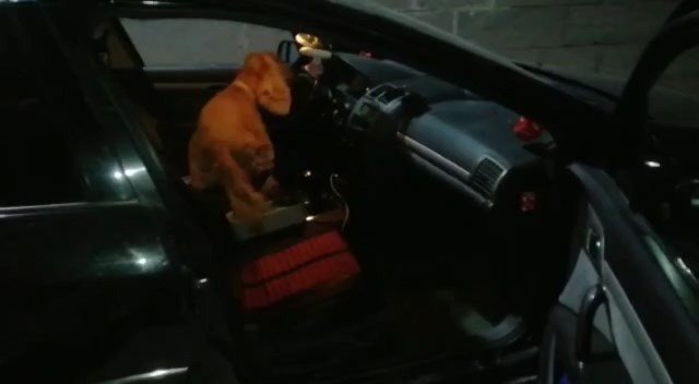 Dedektör köpeği ‘Alex’ uyuşturucu tacirlerine geçit vermedi: 5 gözaltı