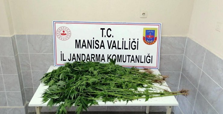 Traktör römorkunda Hint keneviri yetiştirmiş