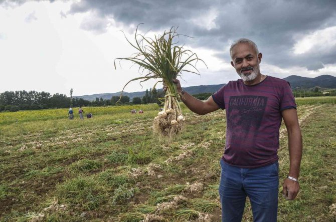 4 bin ailenin gelir kapısını oluşturan beyaz altının hasat dönemi başladı