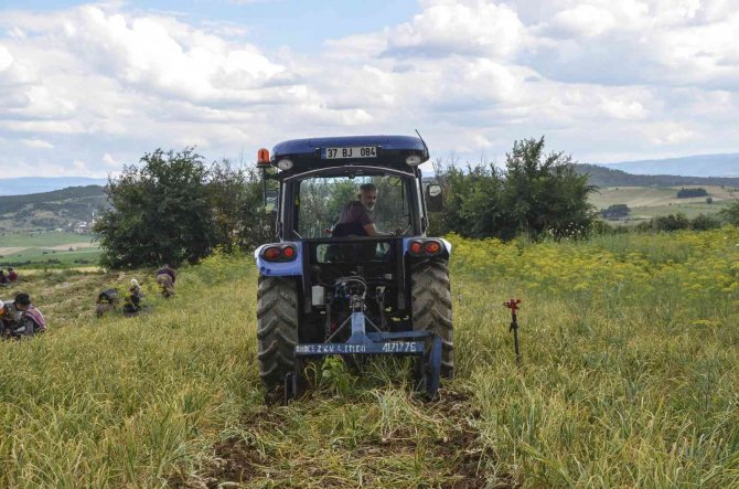 4 bin ailenin gelir kapısını oluşturan beyaz altının hasat dönemi başladı