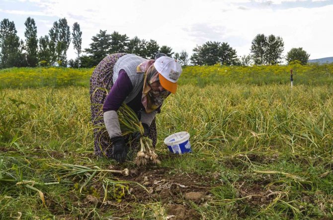4 bin ailenin gelir kapısını oluşturan beyaz altının hasat dönemi başladı