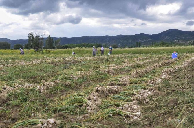 4 bin ailenin gelir kapısını oluşturan beyaz altının hasat dönemi başladı