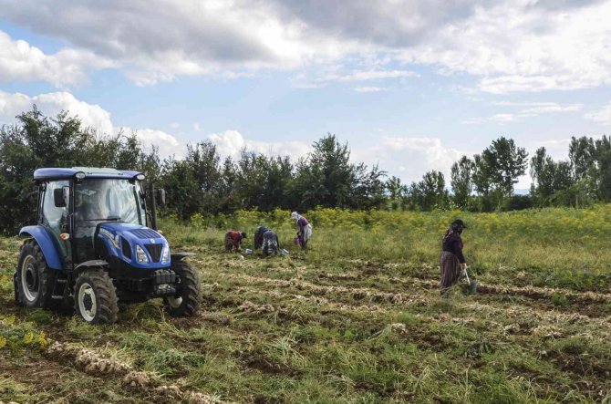 4 bin ailenin gelir kapısını oluşturan beyaz altının hasat dönemi başladı