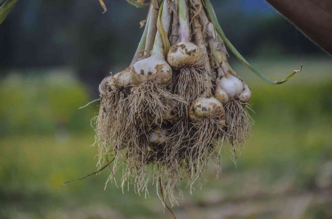 4 bin ailenin gelir kapısını oluşturan beyaz altının hasat dönemi başladı