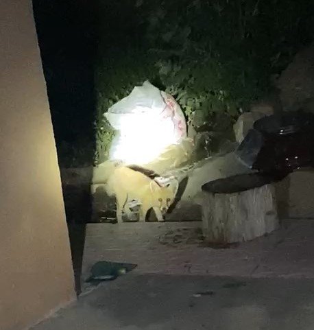 Aç kalan tilki evin bahçesinde yiyecek aradı