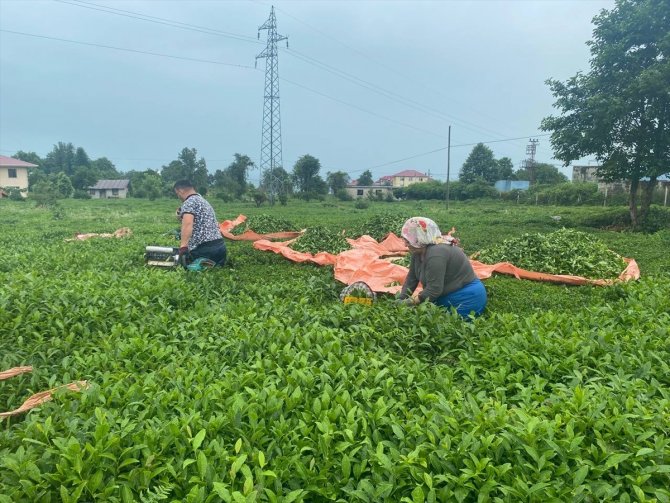 ÇAYKUR üreticiden 10 günde 3 bin 668 ton yaş çay aldı