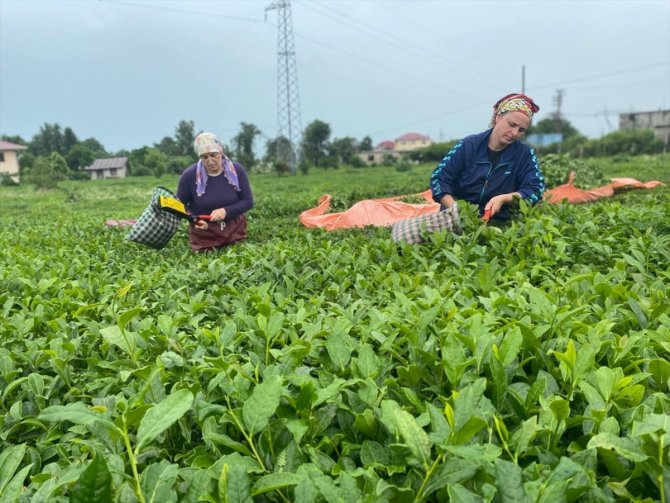 ÇAYKUR üreticiden 10 günde 3 bin 668 ton yaş çay aldı