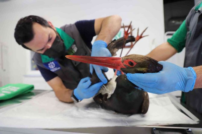 Doğada nadir görülen kara leylek, av tüfeğiyle vurulmuş halde bulundu