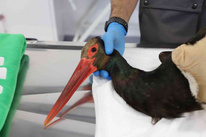 Doğada nadir görülen kara leylek, av tüfeğiyle vurulmuş halde bulundu