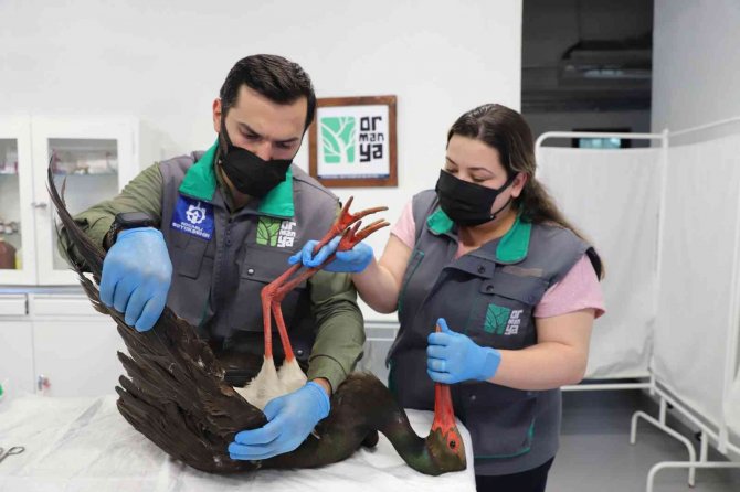 Doğada nadir görülen kara leylek, av tüfeğiyle vurulmuş halde bulundu