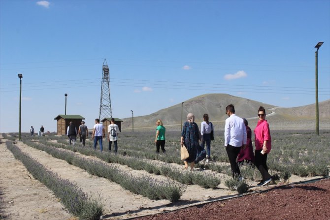 Konya'daki lavanta tarlasına yerli turist akını