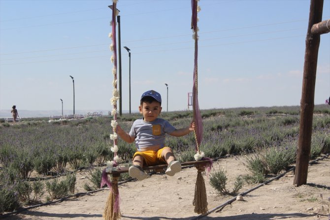 Konya'daki lavanta tarlasına yerli turist akını