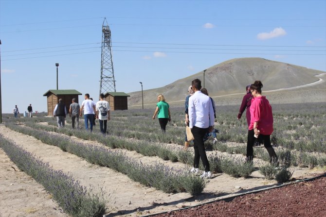Konya'daki lavanta tarlasına yerli turist akını
