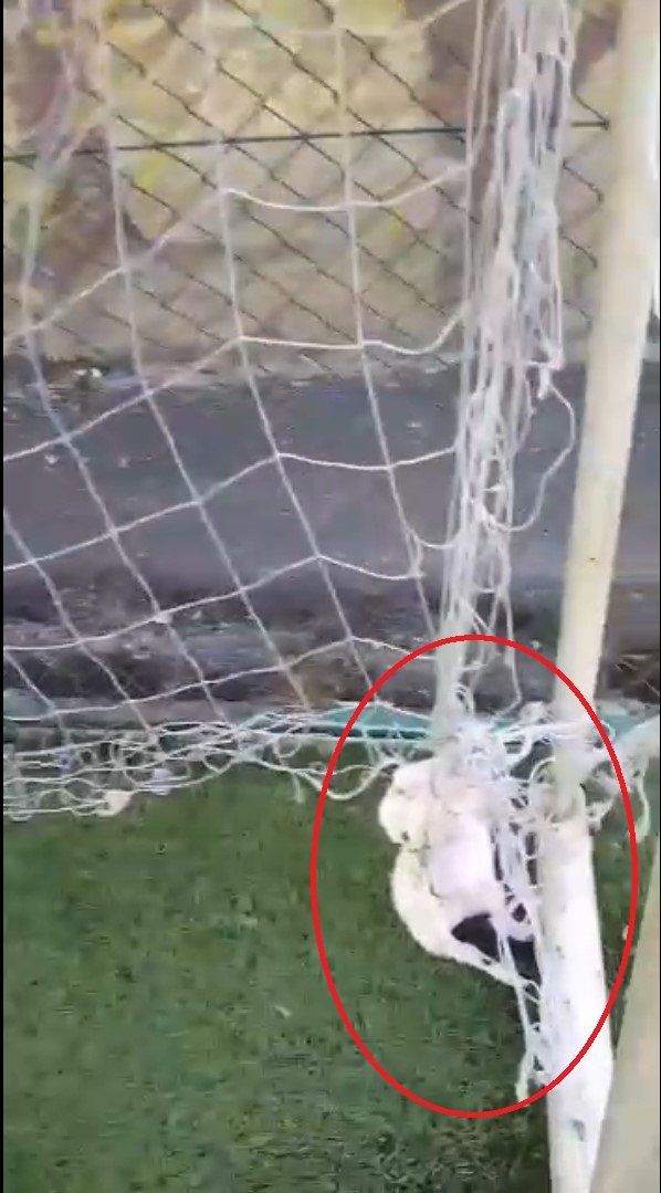 Halı sahanın kale filesine bağlı 2 kedi ölüsü bulundu