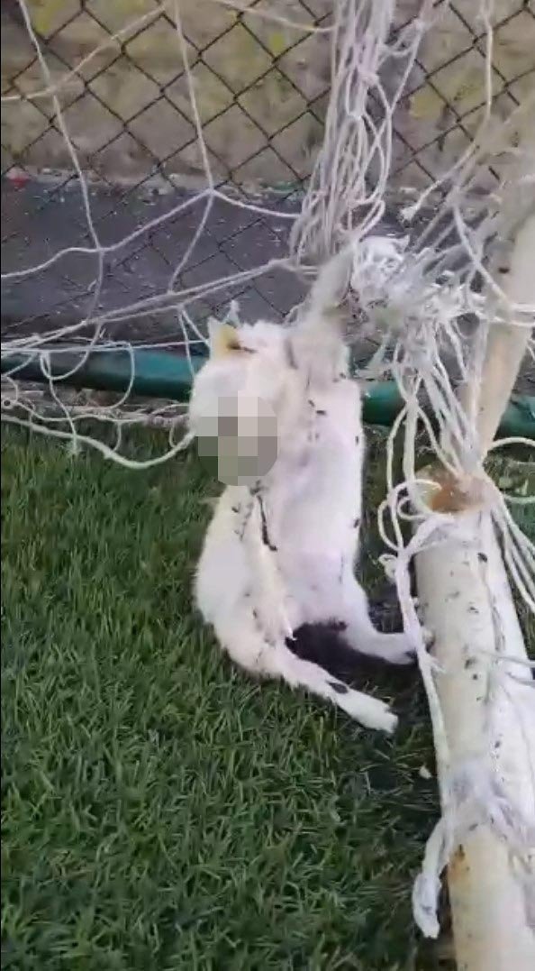 Halı sahanın kale filesine bağlı 2 kedi ölüsü bulundu