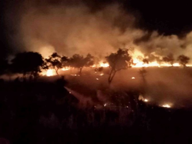 Sigara izmariti zeytinlik alanı yaktı