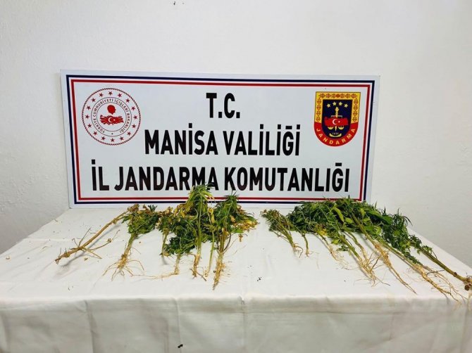 Ormanlık alanda 16 kök Hint keneviri ele geçirildi