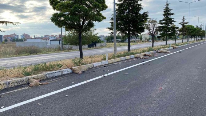 Otomobilin çarptığı hamile koyunun karnındaki kuzu dışarı fırladı