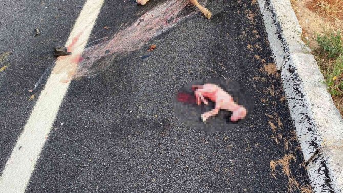 Otomobilin çarptığı hamile koyunun karnındaki kuzu dışarı fırladı