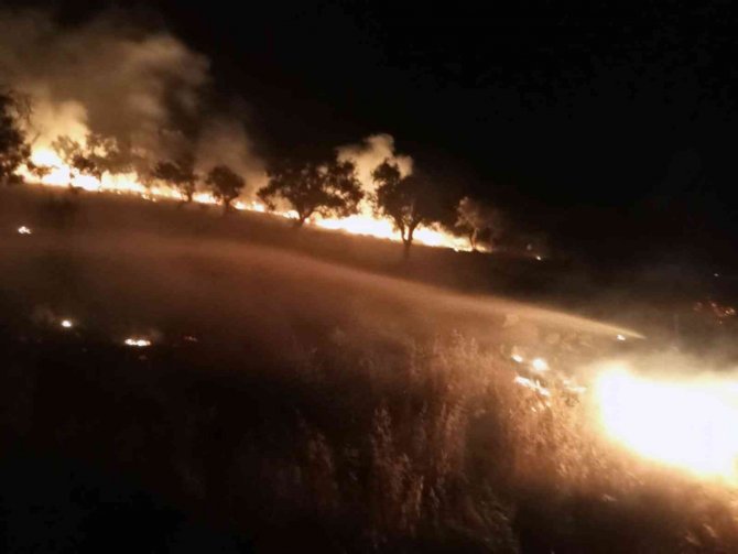 Sigara izmariti zeytinlik alanını yaktı