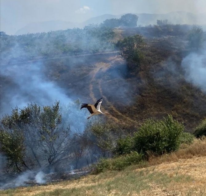 Yangından kaçmaya çalışan leylek böyle fotoğraflandı