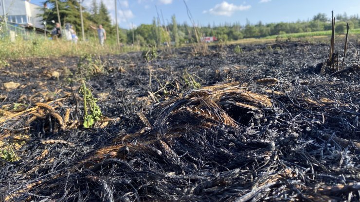 30 dakikada söndürülen yangında 40 dönüm arpa ekili tarla kül oldu