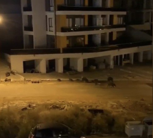 Aç kalan domuz sürüsü şehre indi