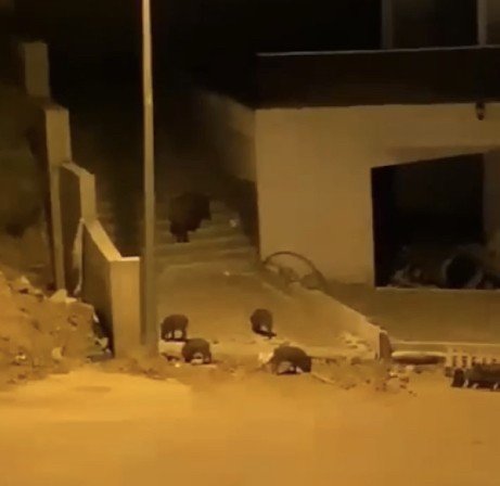 Aç kalan domuz sürüsü şehre indi