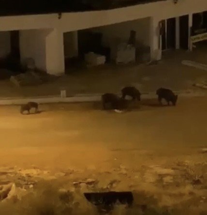 Aç kalan domuz sürüsü şehre indi