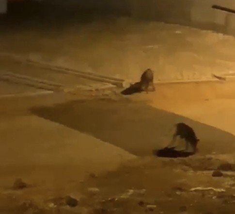 Aç kalan domuz sürüsü şehre indi