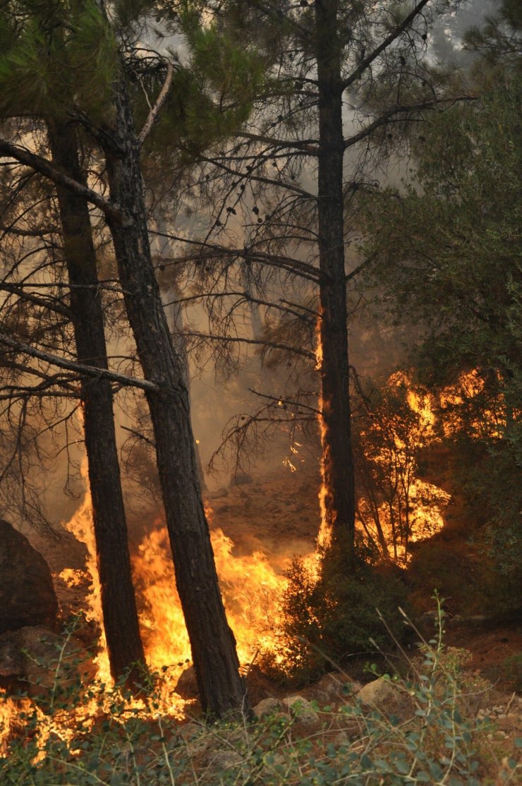 Datça'daki orman yangını devam ediyor