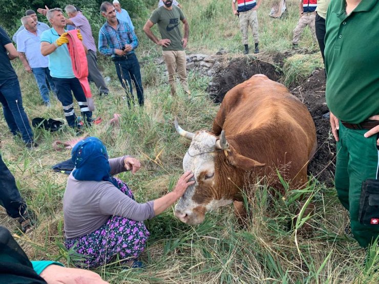 İnek su dolu kuyuya düştü