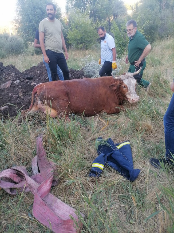 İnek su dolu kuyuya düştü